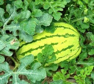 寧夏硒砂瓜 寧夏硒砂瓜