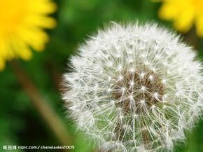 長錐蒲公英 長錐蒲公英