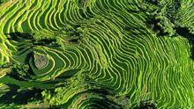 紫鵲界梯田航拍