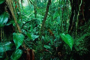 熱帶雨林