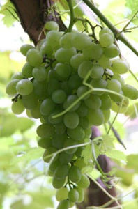 沙巴珍珠 沙巴珍珠