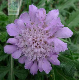 日本藍盆花 日本藍盆花