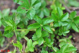 蛇含委陵菜 蛇含委陵菜