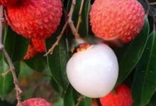 荔枝[水果類植物]