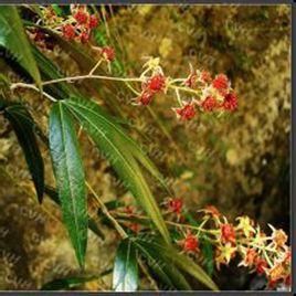 狹葉早花懸鉤子 狹葉早花懸鉤子