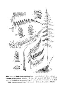 昴山蹄蓋蕨 昴山蹄蓋蕨