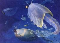 浮游雙瓣殼節肢動物