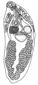 似歪尾蟲屬 似歪尾蟲屬