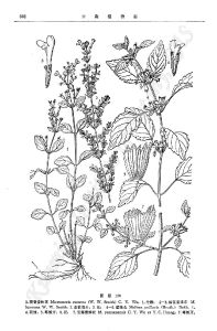 麗江姜味草 麗江姜味草