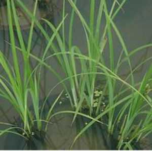 苔草屬 苔草屬