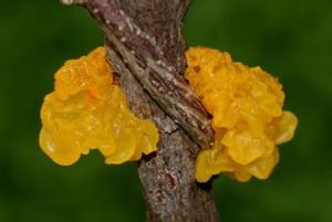 掌狀花耳 掌狀花耳