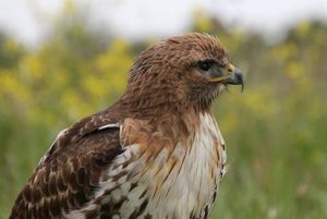 紅尾鵟阿拉斯加亞種 紅尾鵟阿拉斯加亞種