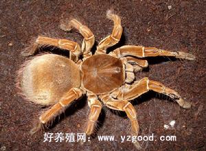 亞馬遜食鳥 亞馬遜食鳥