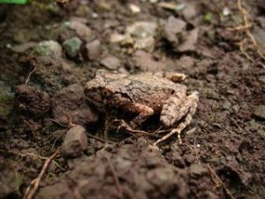 峨山掌突蟾 峨山掌突蟾