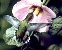 棕煌蜂鳥 棕煌蜂鳥