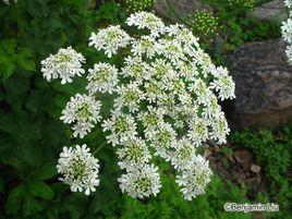 草獨活[草獨活]