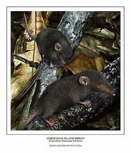 尼奧比白齒鼩 尼奧比白齒鼩