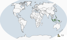 南洋蜂鷹分布圖