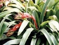 垂水塔花 垂水塔花