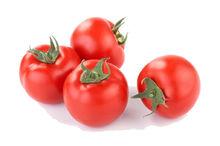 番茄[茄科茄屬植物]