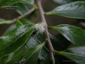 革葉冬青 革葉冬青