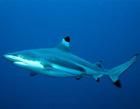 黑鰭翅鯊 黑鰭翅鯊