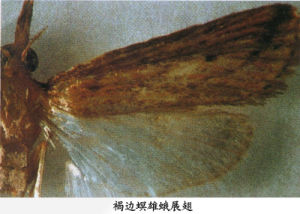 水稻褐邊螟 水稻褐邊螟