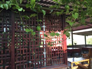 貓哆哩莊園的百香果