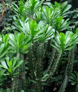 金剛纂[金剛纂]