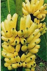 漳蕉八號 漳蕉八號