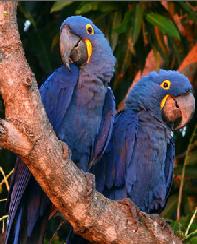 伊力格氏金剛鸚鵡