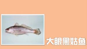 大眼黑姑魚