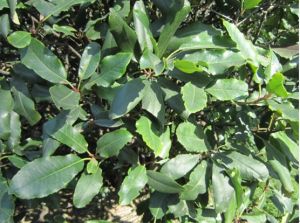 黃背葉青岡 黃背葉青岡