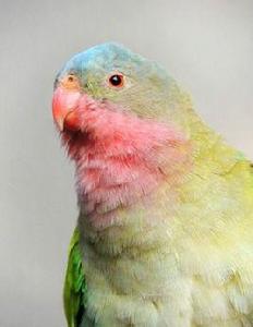 公主鸚鵡 公主鸚鵡