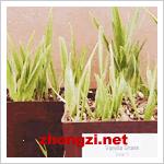 歐洲香草 歐洲香草