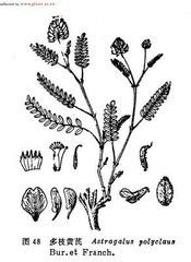 多枝黃耆(原變種) 多枝黃耆(原變種)