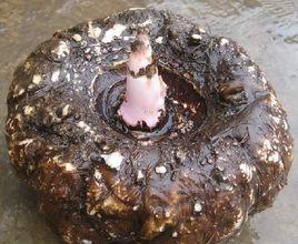 香港魔芋 香港魔芋