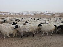 蘇尼特本土羊（烏日根）