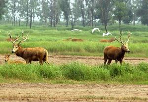 鹽城麋鹿保護區