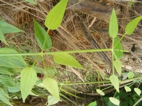 披針葉茜草 披針葉茜草