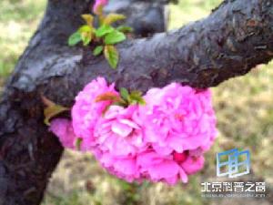 重瓣榆葉梅 重瓣榆葉梅