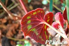 花葉秋海棠[花葉秋海棠]