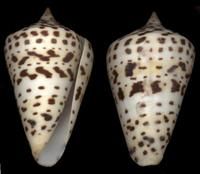 貝利字母芋螺 貝利字母芋螺