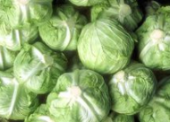 椰菜