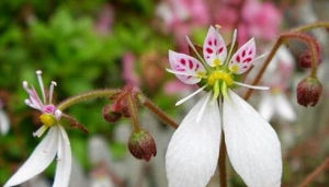 異枝虎耳草 異枝虎耳草