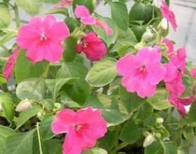 透明鳳仙花 透明鳳仙花