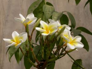 中國科學院植物研究所