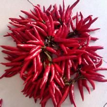 丘北辣椒 丘北辣椒