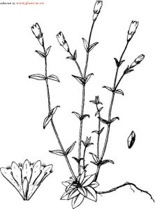 流蘇龍膽 流蘇龍膽