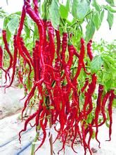 茂椒4號 茂椒4號